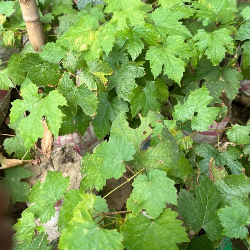 Grapes Seedling