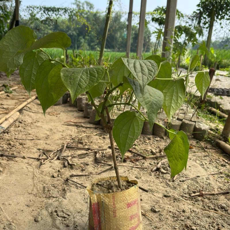 Chui Jhal Seedling