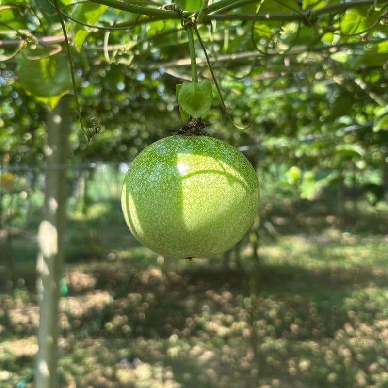 Passion Fruit