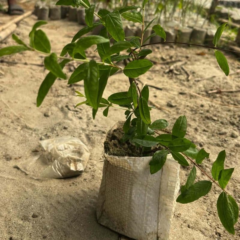 Pomegranate Seedling