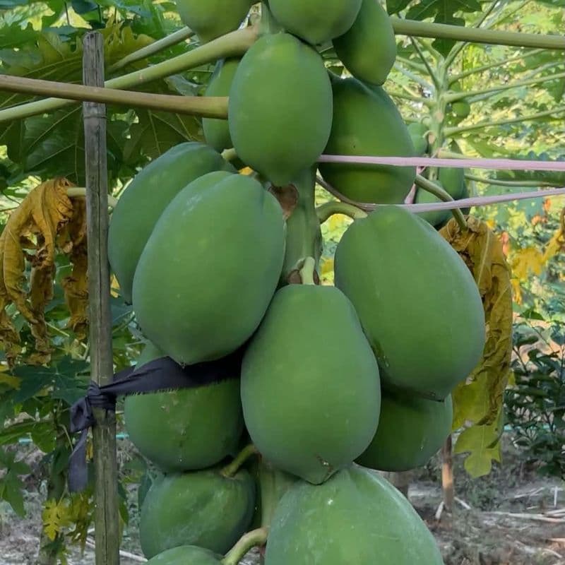 Shahi Papaya Seeds