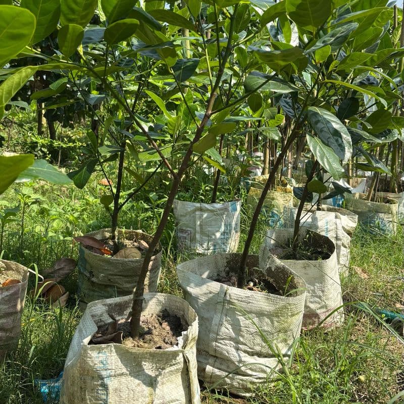 Thai All-Season Jackfruit Seedling (1 ft+)